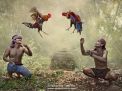 Cockfighting
